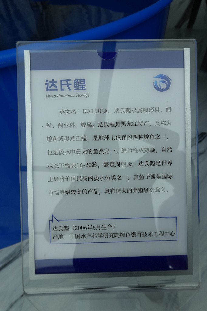 达氏鳇鲟鱼苗种