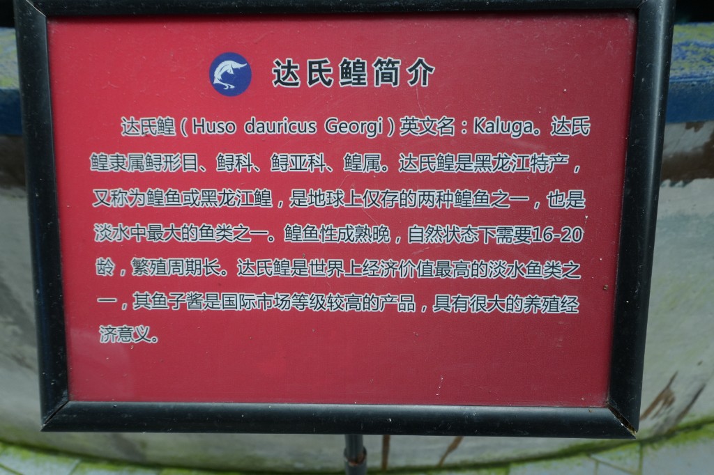 达氏鳇