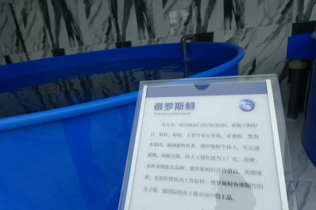 俄罗斯鲟鱼苗种